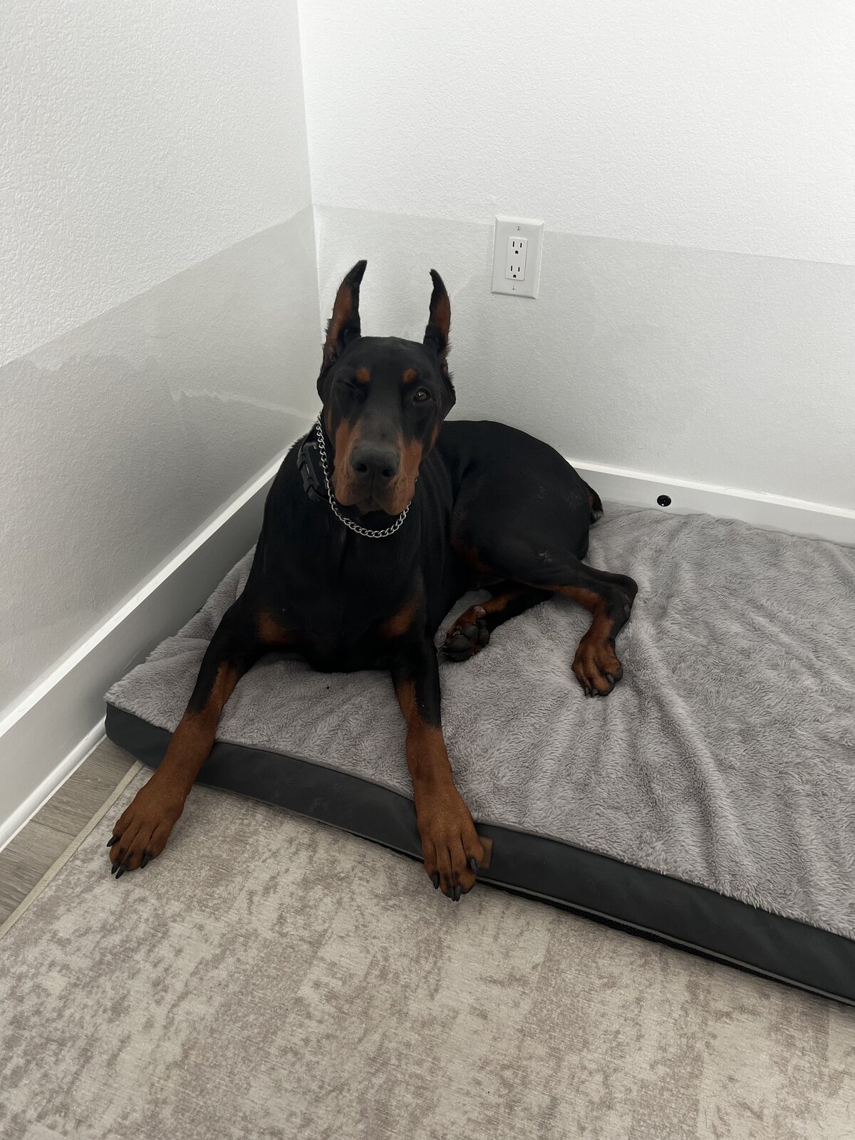 Doberman resting on a plush guest bed