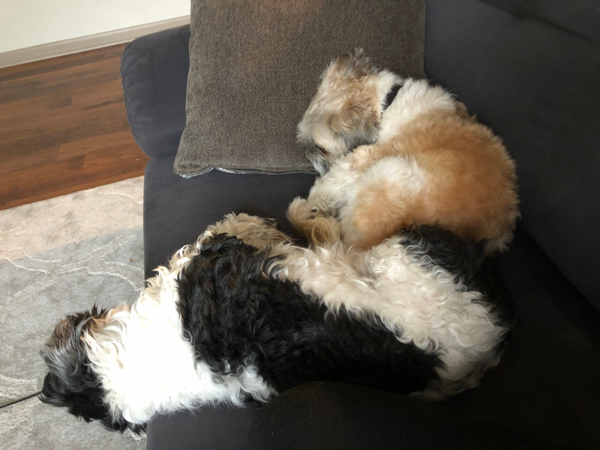 Two Honeybear guests cuddled up on the couch