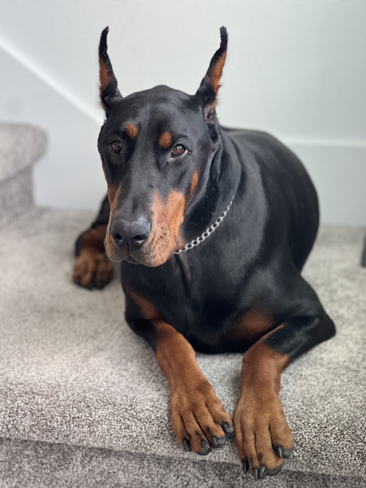 A regal Doberman guest at Honeybear B&B