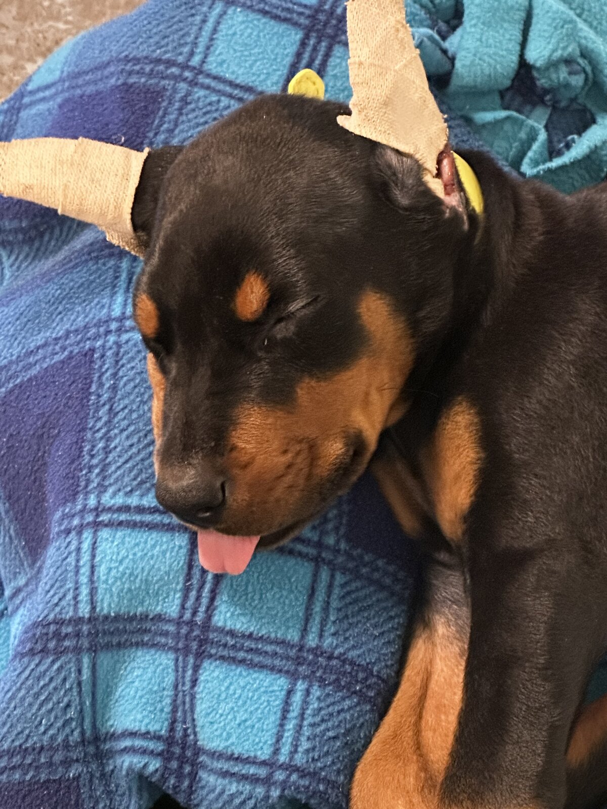 Doberman puppy snuggled into a fleece blanket