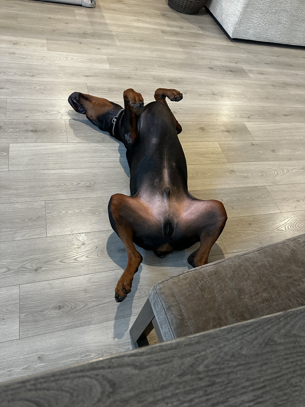After-zoomies belly-up on the floor